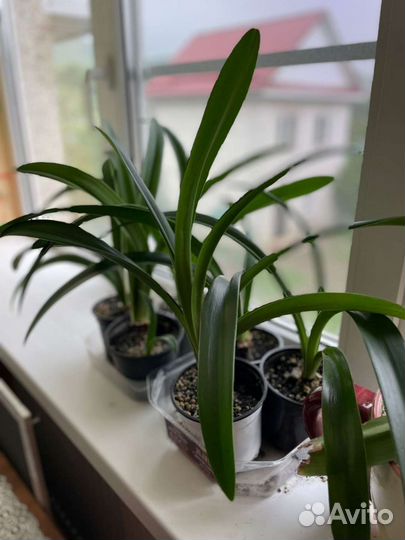 Гиппиаструм