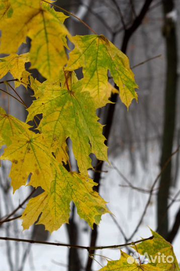 Объектив Soligor 50/1.7 с байонетом Pentax PK