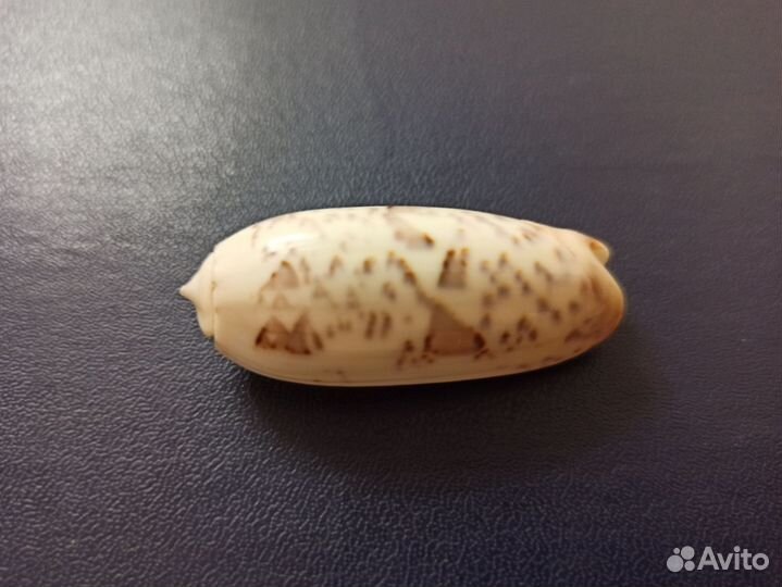 Морская раковина