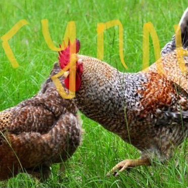 Билефельдер петух