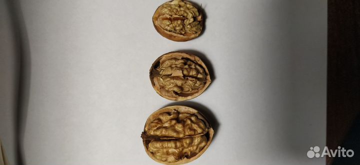 Орех грецкий