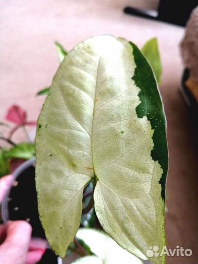 Продам цветы комнатные