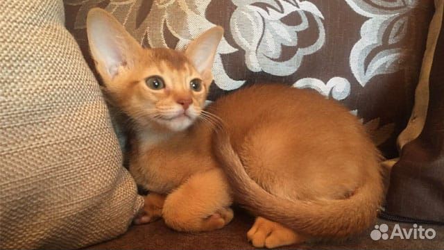 Самые ушастые абиссинчики