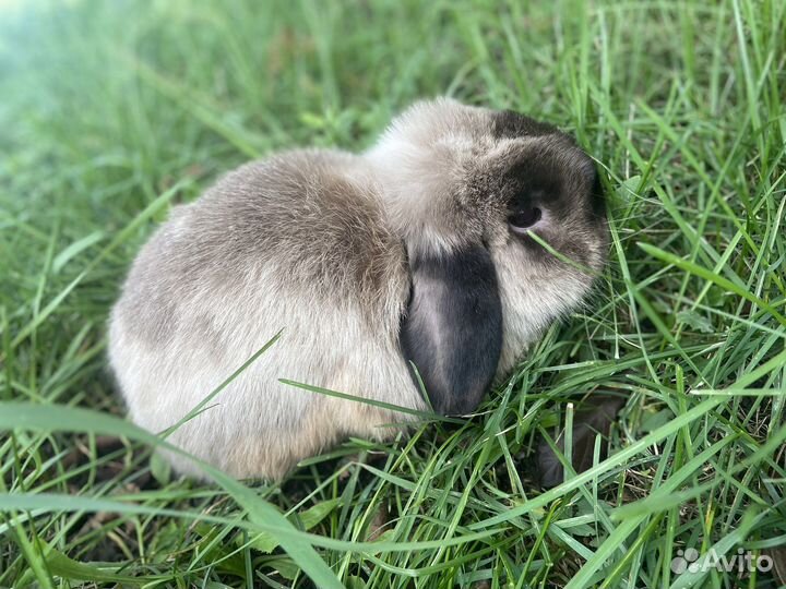Декоративные кролики вислоухие
