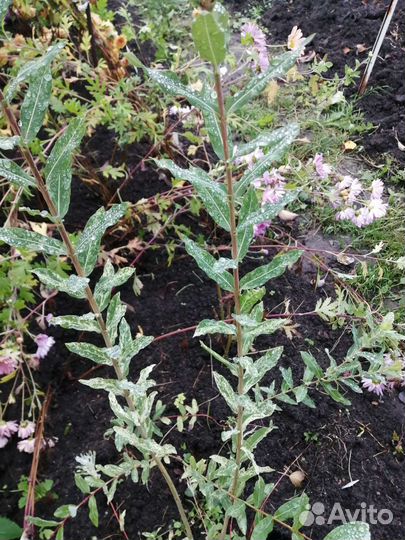 Ива хакуро нишики