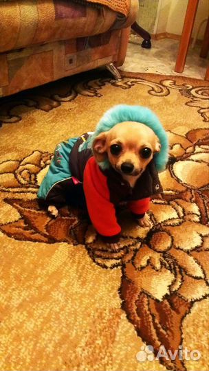 Костюм для собаки