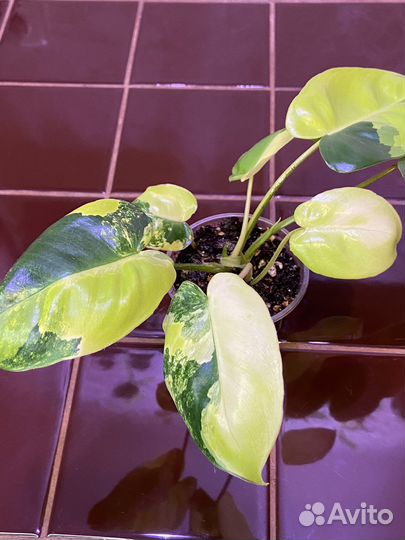 Филодендрон Бурле Маркс вариегатный