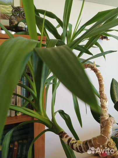 Комнатные цветы юкка