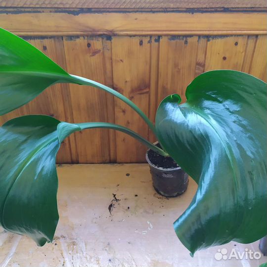 Эухарис (амазонская лилия) и гиппеаструм красный