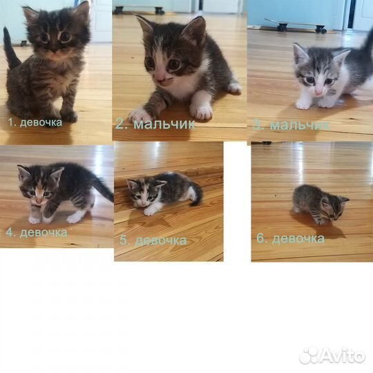 Котята 1.5 месяца