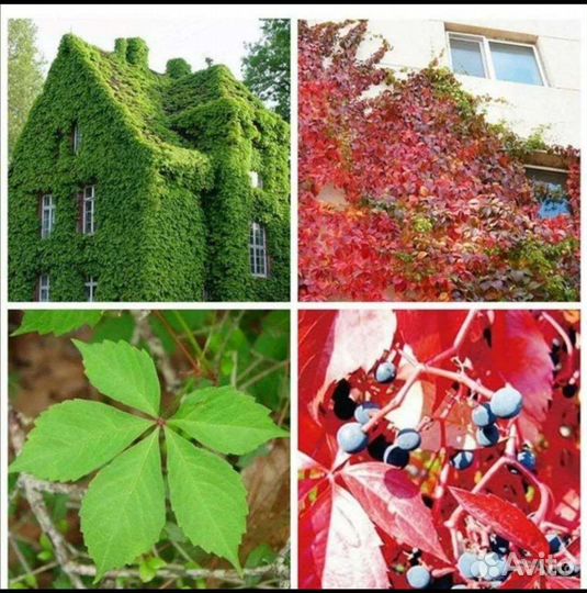 Саженцы декоративного винограда (девичий)