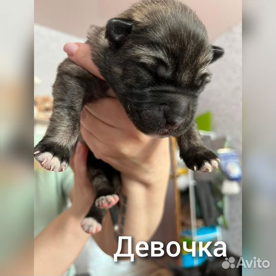 Слепые щенки