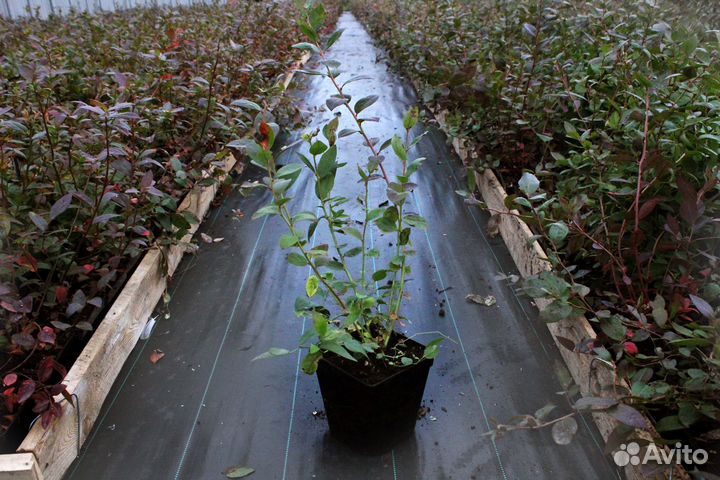 Кусты голубики