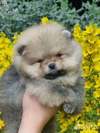 Померанский шпиц мини