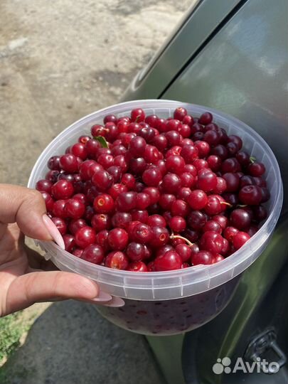 Вишня свежесобранная