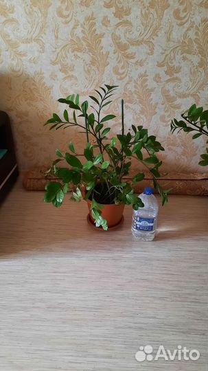 Замиокулькас