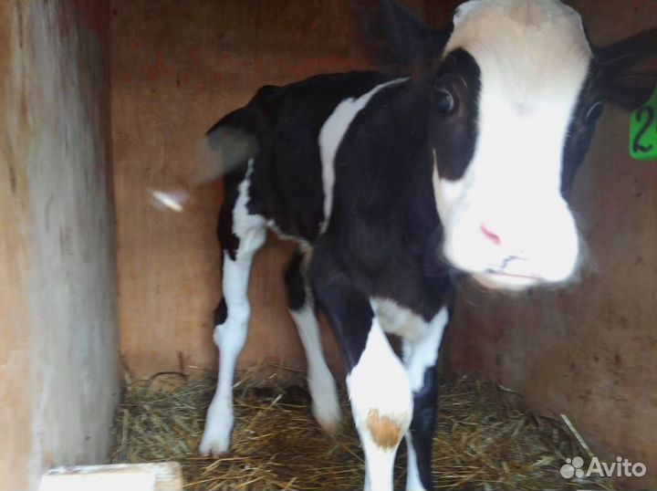 Телята. Доставка бесплатно