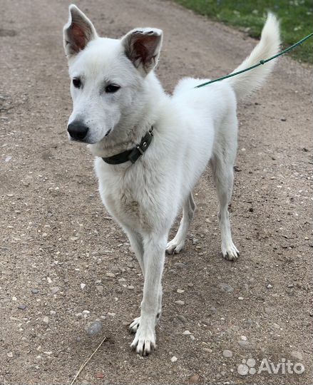 Швейцарская овчарка