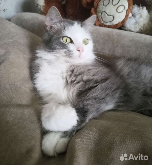 Отдадим в хорошие руки бесплатно кошку