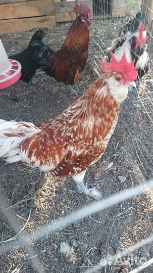 Молодые петухи Уйхелюль Лакеданзи Фавероль