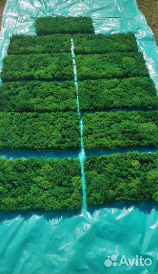 Украсьте свою стену оригинальным панно из мха