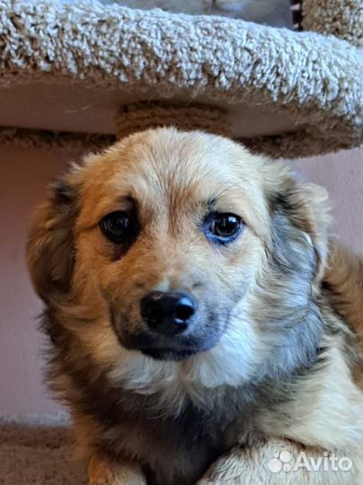 Маленькие Собачки щенята щенки