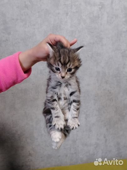Отдаю котят
