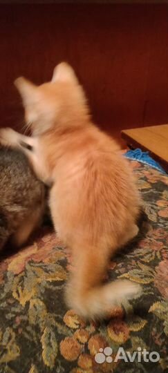 Умные котятки