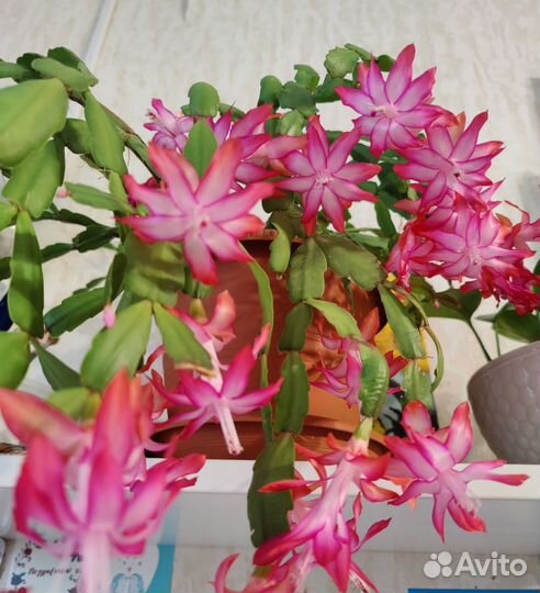 Цветок декабрист