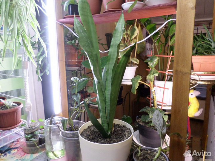 Сансевиерии сортовые