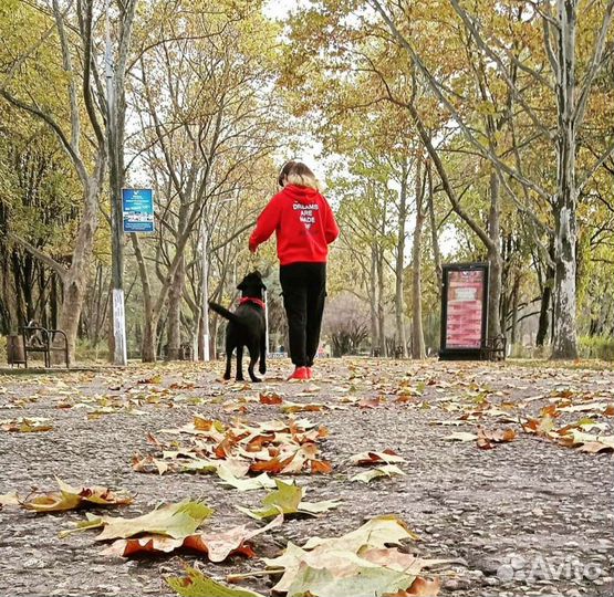 Дрессировка собак. Кинолог