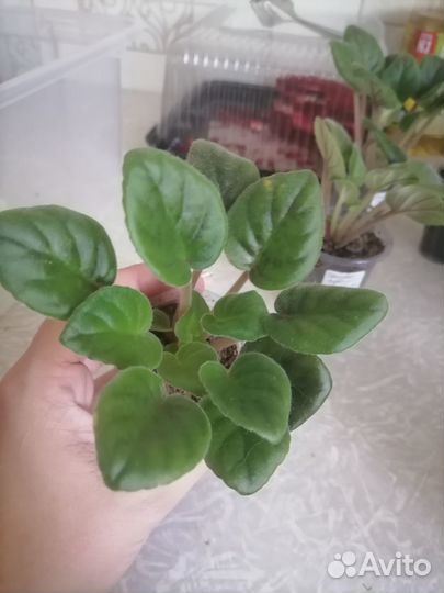 Фиалка Голубой поток(трейлер)