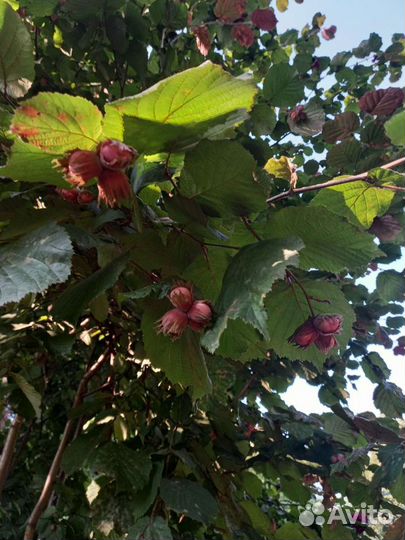 Саженцы винограда, ежевики, лещины - фундука, горт