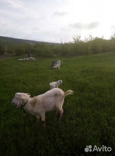 Казёл зааненец хутор грушовый Нижний