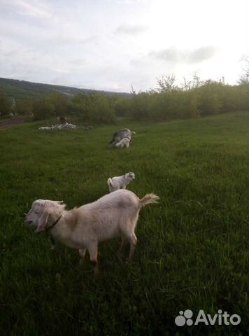 Казёл зааненец хутор грушовый Нижний