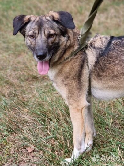 Собака Мира заждалась вас в приюте
