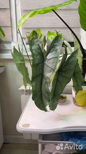 Алоказия клубни