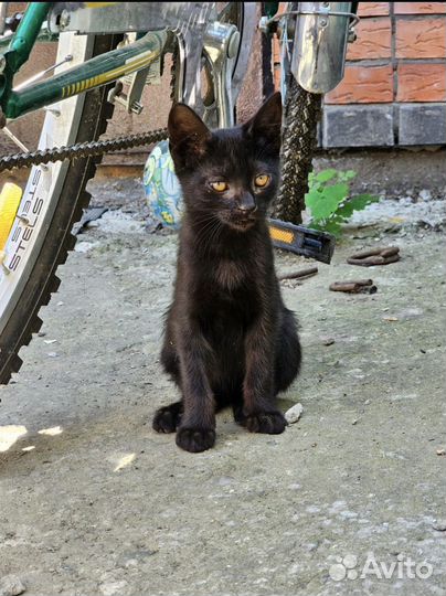 Котята бездомные