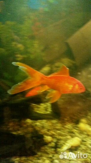 Комета. Карась красный