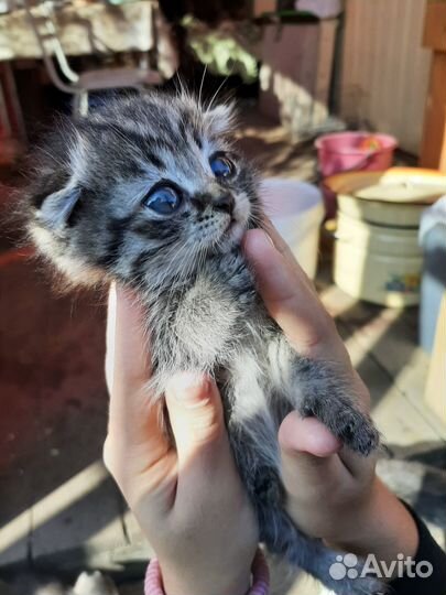 Кошки в добрые руки бесплатно
