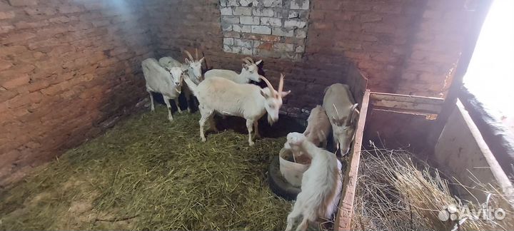 Зааненские козы