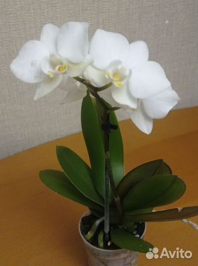 Орхидея фаленопсис миди белая