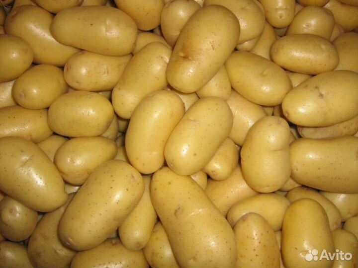 Картофель семенной, мёд