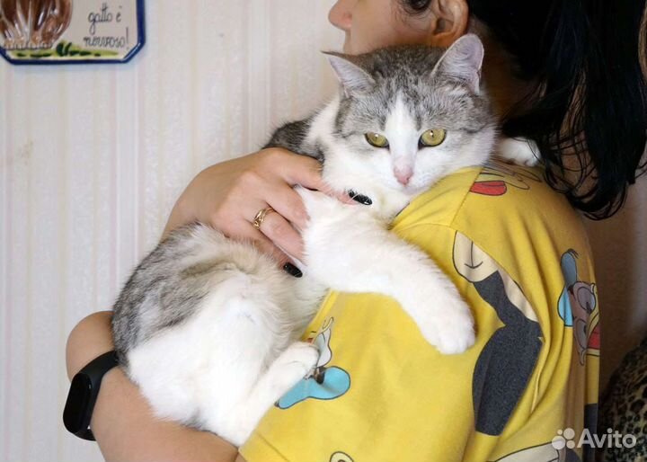 Кошка Снежа в добрые руки