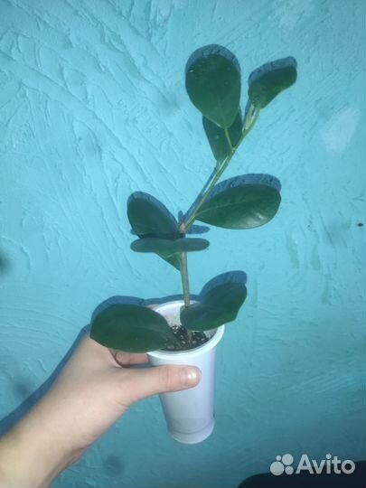 Фикус микрокарпа мокламе