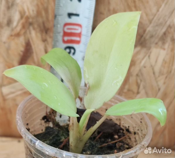 Филодендрон Голоден Лок