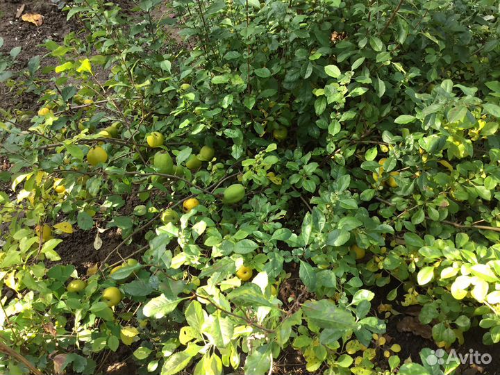 Хеномелес,айва японская