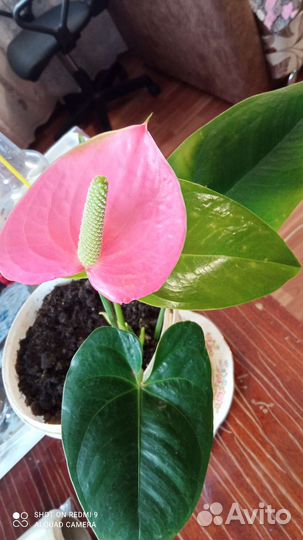 Комнатные цветы антуриум