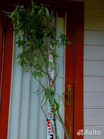 Ива извилистая Свердловская