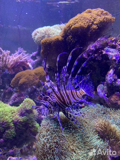 Продаются Живые морские камни,коралы и рыбы